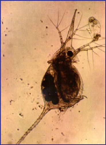 Image of Daphnia lumholtzi